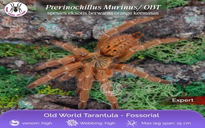 PTERINOCHILUS MURINUS / ORANGE BABOON TARANTULA / OBT / ORANGE STARBURST / BABOON STARBURST - JUVI TARANTULA